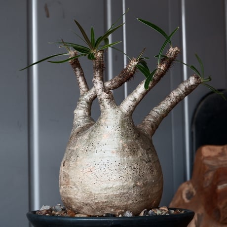 グラキリス φ8.5cm - 象牙宮-［No.56］× 森田昌求 作【 CLAW - BORDER - 】4号 植木鉢 笠間焼