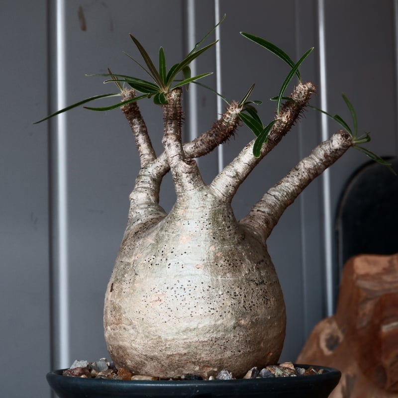 グラキリス 現地球 鉢付き 沖誠 作 笠間焼 グラキリス 現地球 鉢付き 沖誠 作 笠間焼 パキポディウム