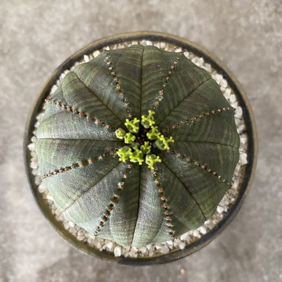 620a19f5bc44dc130341b24c