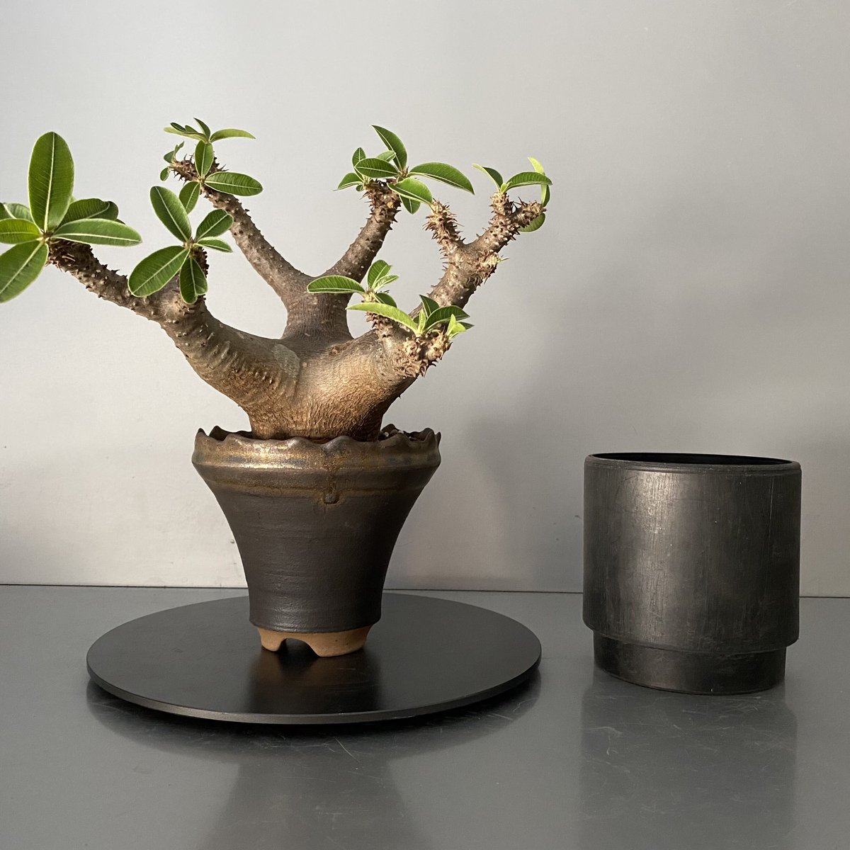 マカイエンセ　陶器鉢付き マカイエンセ 陶器鉢付き