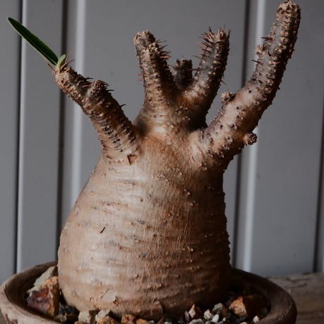グラキリス φ8.5cm - 象牙宮 -［No.69］  ×   沼野秀章 作「 刻ム音 」3.5号 植木鉢 笠間焼