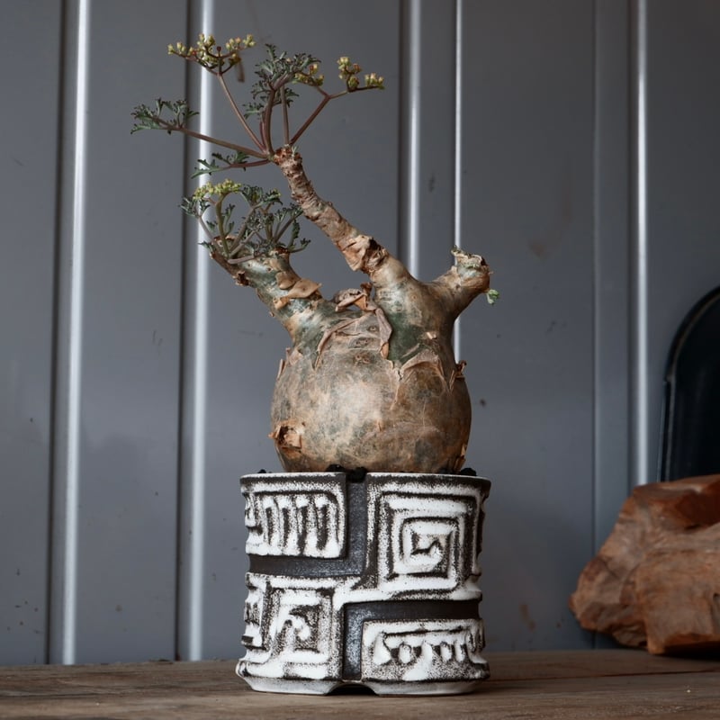 キフォステンマ ベティフォルメ ソマリア 発根済み 良型 現地球 丸株 キフォステンマ ベティフォルメ ナローリーフ ソマリア産