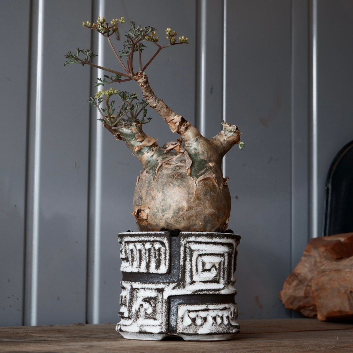 キフォステンマ　べディフォルメ　ソマリアナローリーフ　まんまる　現地球 丸株 キフォステンマ ベティフォルメ ナローリーフ ソマリア産 輸入株