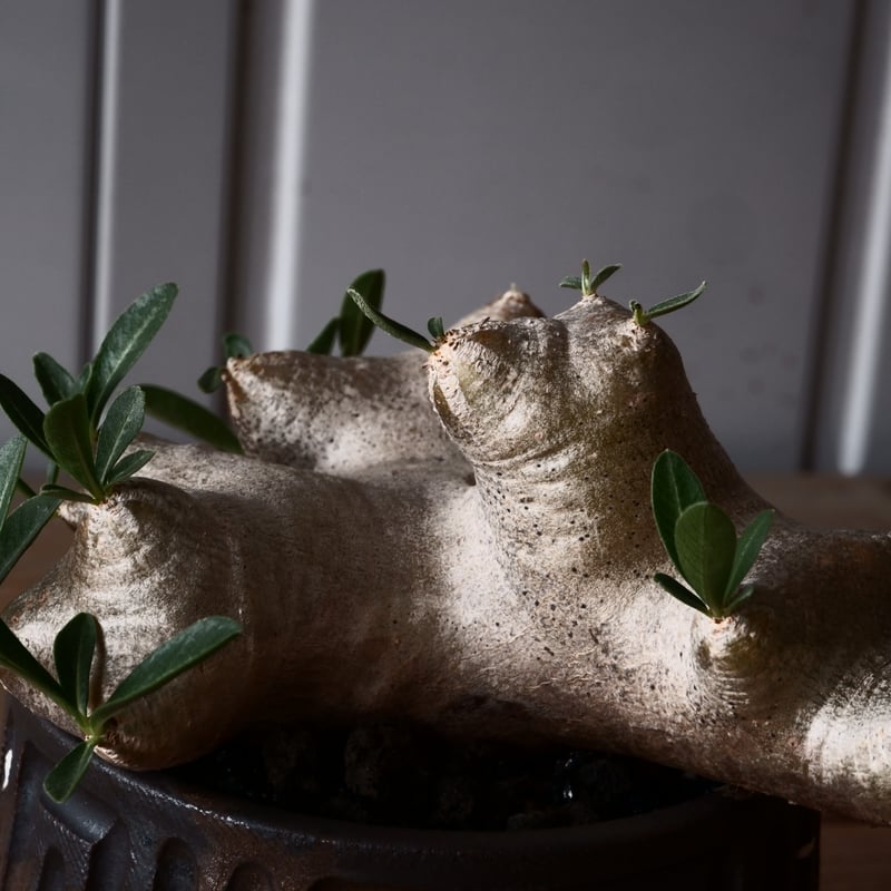 パキポディウム　ブレビカリックス　発根済　美株　大きめ パキポディウム ブレビカリックス 輸入株 発根済［No.8］ × 根本峻吾