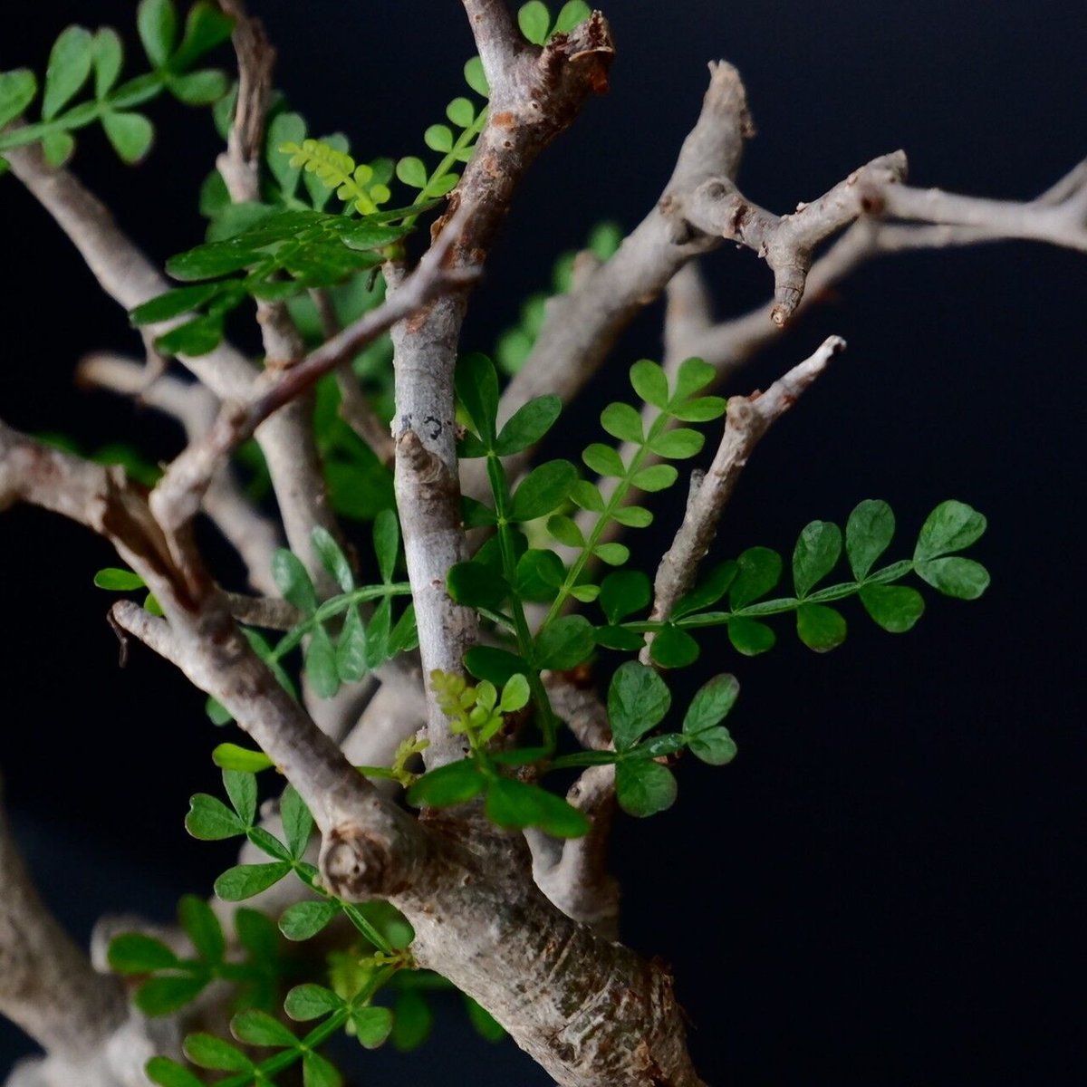 発根済 二股 オペルクリカリア パキプス ［No.09］× 杉山悠 作 笠間焼