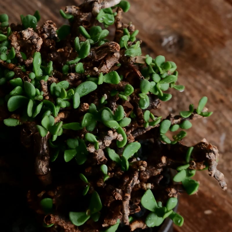 ケラリア ピグマエア 発根済［No.14］ × 松野 然 作 「ZEN」 3号  