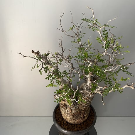 発根済 オペルクリカリア パキプス P-07  × 小野瀬 一 作品「the first plants wear」 植木鉢 6号