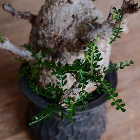 オペルクリカリア パキプス［No.45］  ×   沼野秀章 作「 black wrap 」3.5号 植木鉢 笠間焼