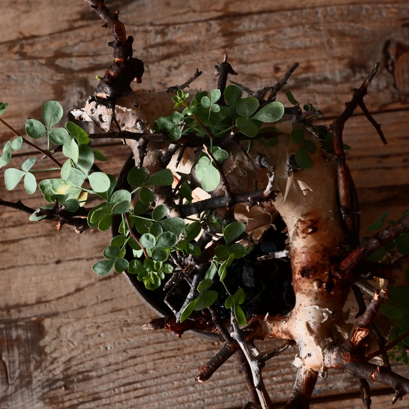 コミフォラ カタフ ピュア 輸入株［No.34］ ×磯部祐介 作「 鎧