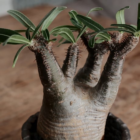 発根済 グラキリス  - 象牙宮 - size S［No.219］  ×  與那嶺大輔 作 「琉球飛び鉋」3号 植木鉢