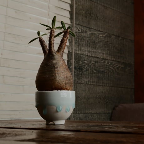 グラキリス - 象牙宮 -［No.132］  ×  小林 哲也 作 「雫」- bowl type - 2.5号 植木鉢