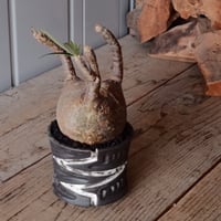 グラキリス φ9cm  - 象牙宮- ［No.76］  ×   根本峻吾 作 S.N POT type.slim「雷電」3.5号 植木鉢 笠間焼