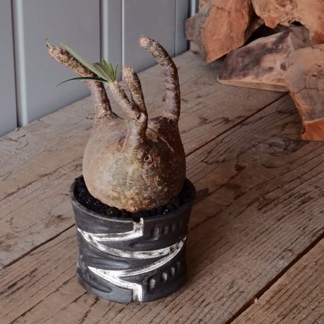 グラキリス φ9cm  - 象牙宮- ［No.76］  ×   根本峻吾 作 S.N POT type.slim「雷電」3.5号 植木鉢 笠間焼