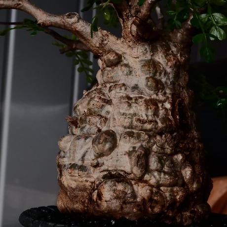 オペルクリカリア パキプス φ9cm［No.27］  × 沖誠 作品【 Bark / upper spread 】3号 植木鉢 笠間焼