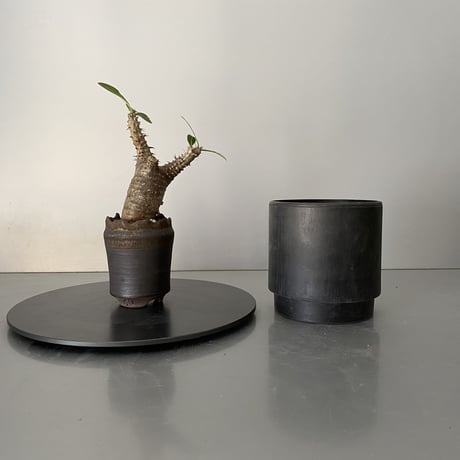発根済 超チビ マカイエンセ 魔界玉 現地株 BG-146 × S.N.Pot - crown - 2号鉢 ［作家  "根本峻吾"］