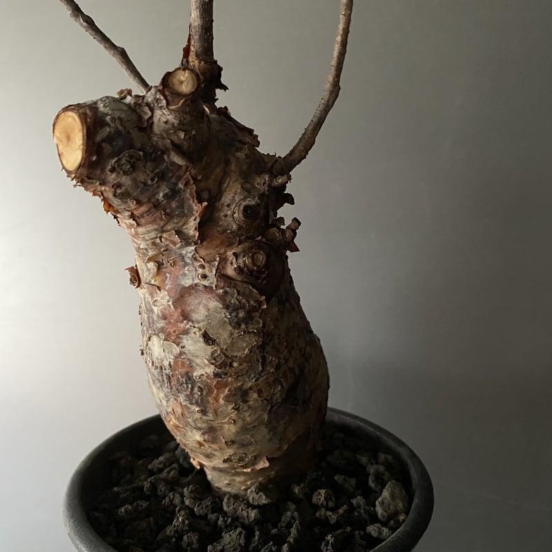 発根済 コミフォラ オルビクラリス SN-19 × S.N.Pot 