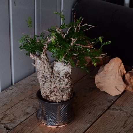 オペルクリカリア パキプス φ 12cm［No.26］  × 杉山悠 作 φ12cm 植木鉢 笠間焼