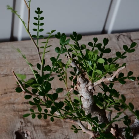 オペルクリカリア パキプス φ 6cm［No.22］  × 磯部祐介 作「 匣 - kou -」3号 植木鉢 笠間焼