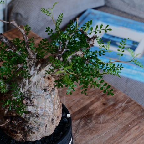 オペルクリカリア パキプス φ12cm［No.36］  ×   根本峻吾 作 S.N POT 「 覚醒 - kakusei - 」5号 植木鉢 笠間焼
