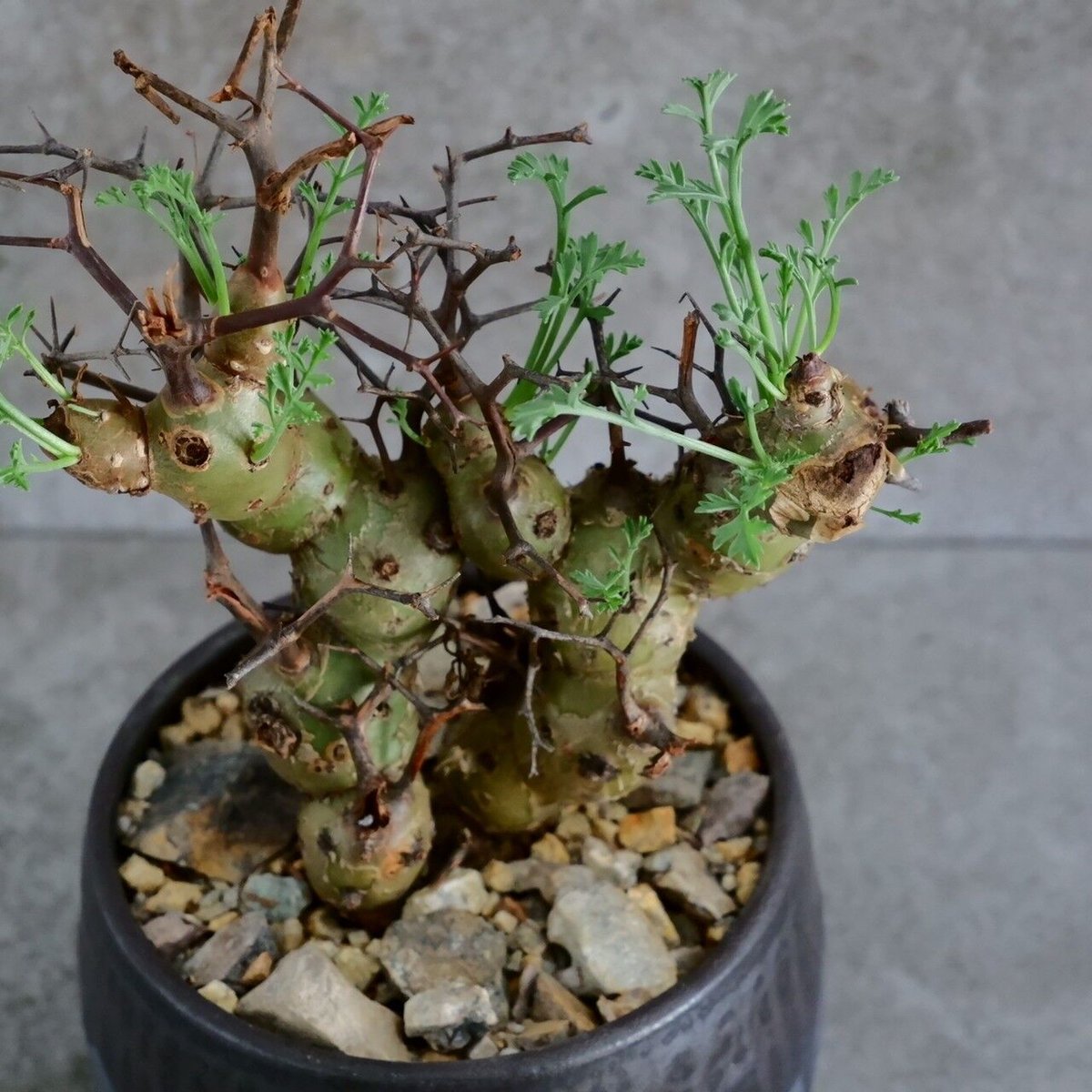 ペラルゴニウム クリズミフォリウム No.17 × 円 - en - 