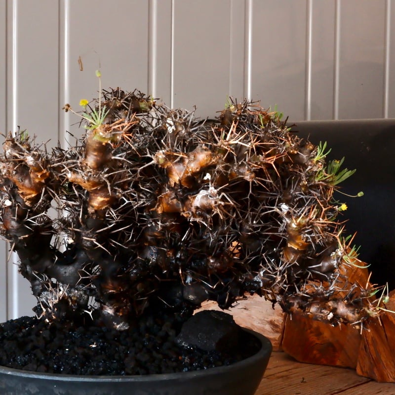 オトンナユーフォルビオイデス DIP鉢 オトンナ ユーフォルビオイデス H.Y.Bオリジナルポット