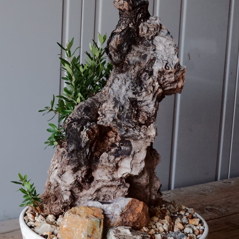 か*お様 オールドオリーブ 古木オリーブ オリーブ古木 塊根植物 太木