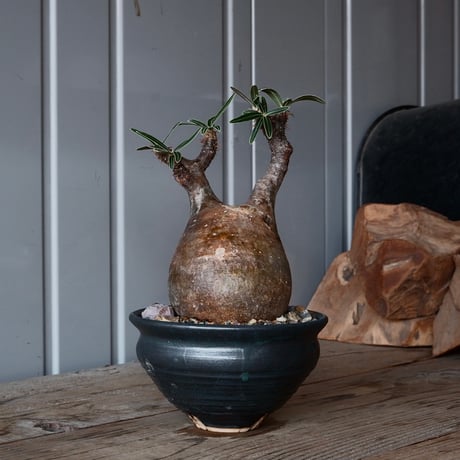 CATEGORY グラキリス - Gracilius - | Botanical Holic