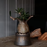 グラキリス φ10cm  - 象牙宮- ［No.229］  ×   根本峻吾 作 S.N POT type.cylinder「 黑焰 - kokuen - 」4号 植木鉢 笠間焼