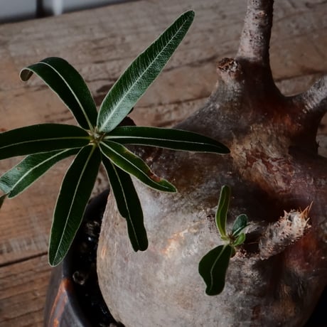 グラキリス φ9.5cm - 象牙宮 -［No.99］  × 磯部祐介 作「 円 - en - "闇落ち "」3.5号 植木鉢 笠間焼