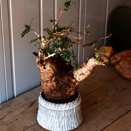 オペルクリカリア パキプス φ 15cm［No.02］  ×   根本峻吾 作 S.N POT  type.cylinder「 月光ノ爪牙 」 5号 植木鉢