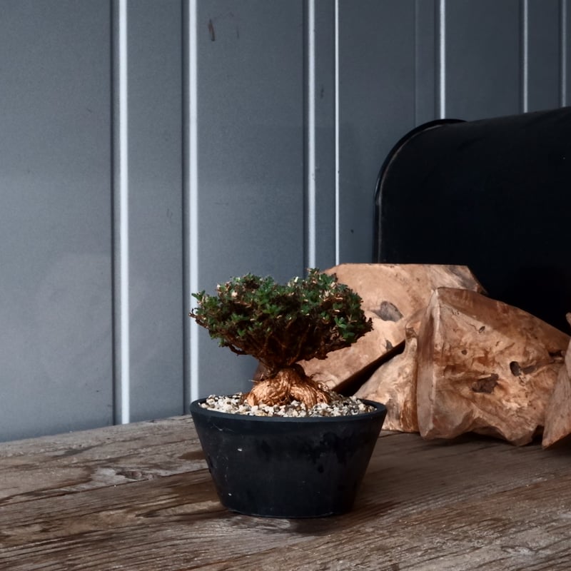 トリコディアデマ ブルボスム 姫紅小松［No.01］長谷川ナーセリー 4号