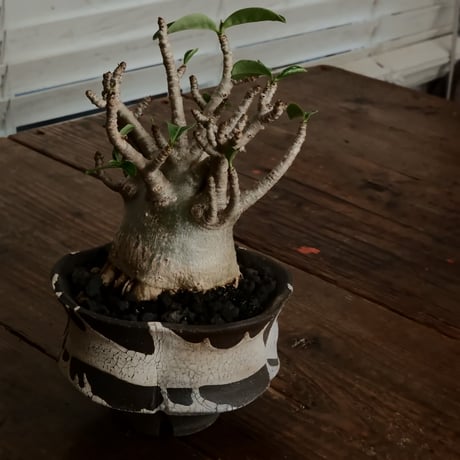 《美形》アデニウム アラビカム " ドワーフ " φ7.5cm［No.9］  ×   沼野秀章 作「 black wrap 」4号 植木鉢 笠間焼
