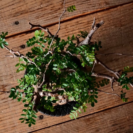 オペルクリカリア パキプス φ9cm［No.27］  × 沖誠 作品【 Bark / upper spread 】3号 植木鉢 笠間焼