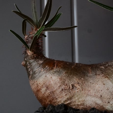グラキリス φ12cm - 象牙宮 -［No.98］  × 磯部祐介 作「 匣 - kou -」3.5号 植木鉢 笠間焼