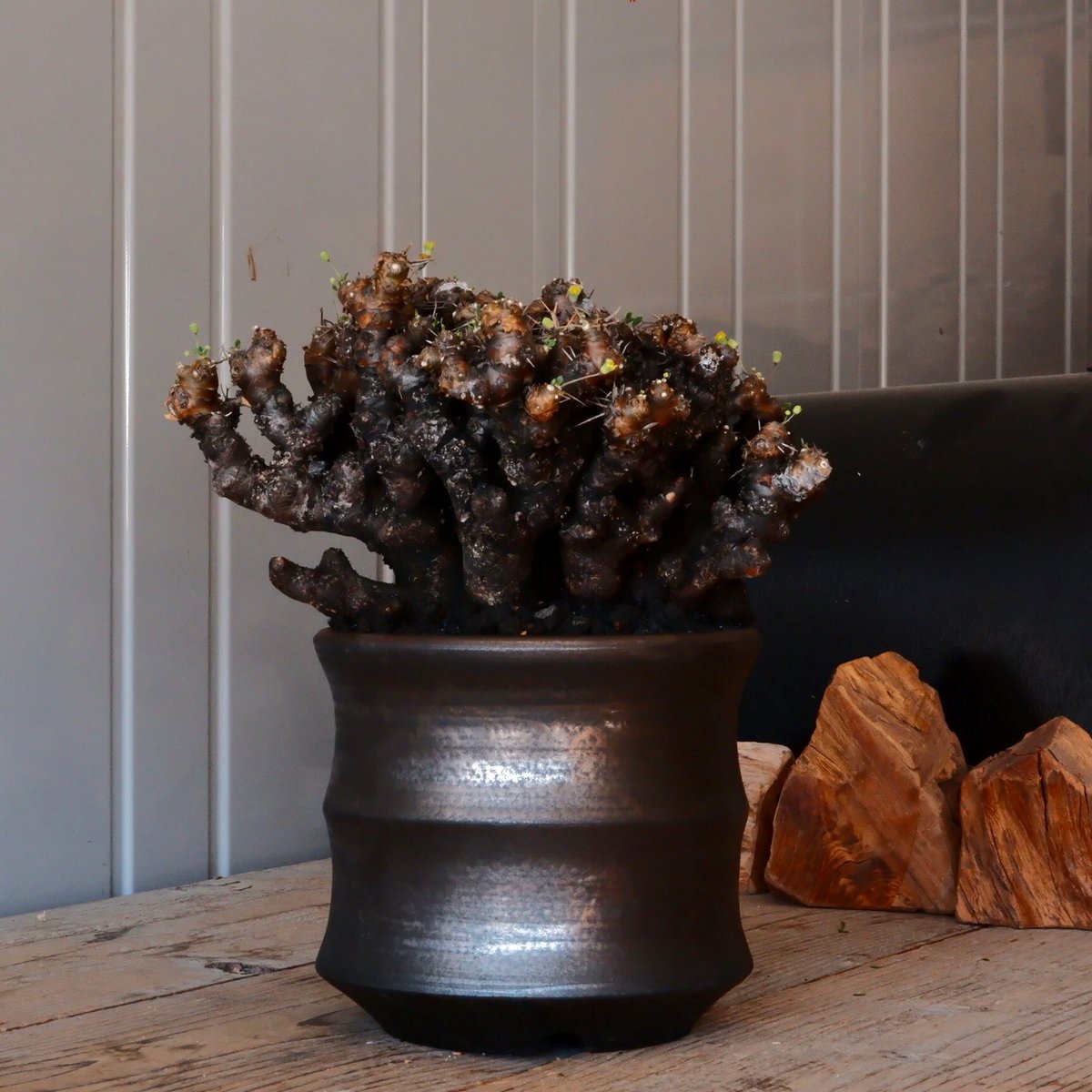 【現地球】オトンナ　ユーフォルビオイデス 植物】オトンナ ユーフォルビオイデス 現地球 発根済み | A-PLANTS