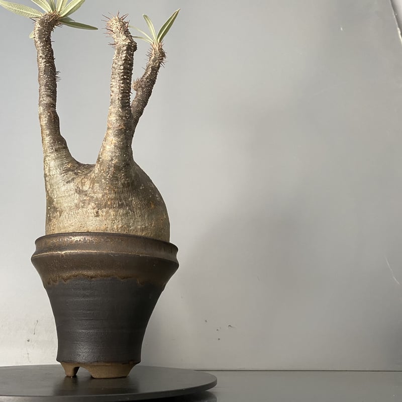 発根済 中ぶりグラキリス 現地株 BG-120 × S.N.Pot - horizon - 4