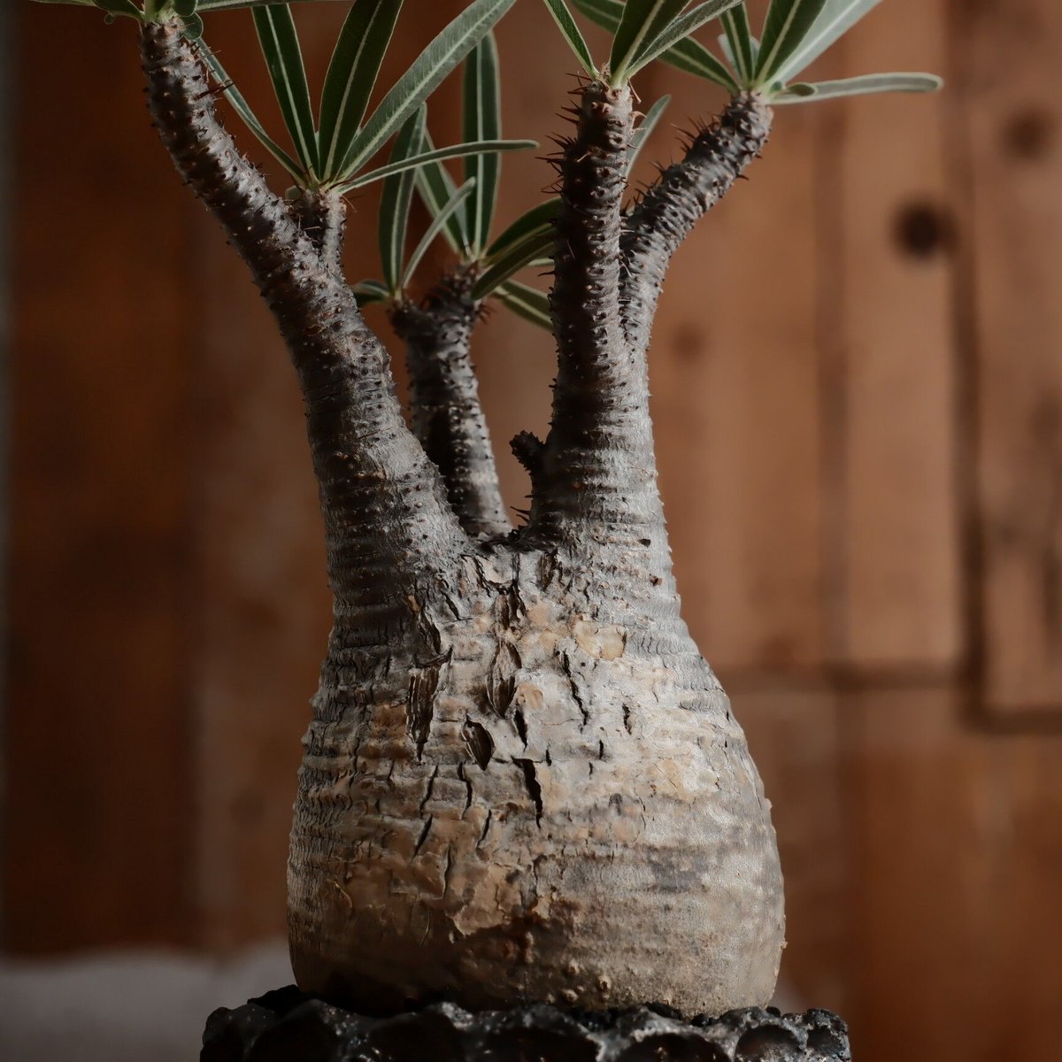 発根済 グラキリス - 象牙宮 - size S ［No.202］ × 松野然 作 「ZE