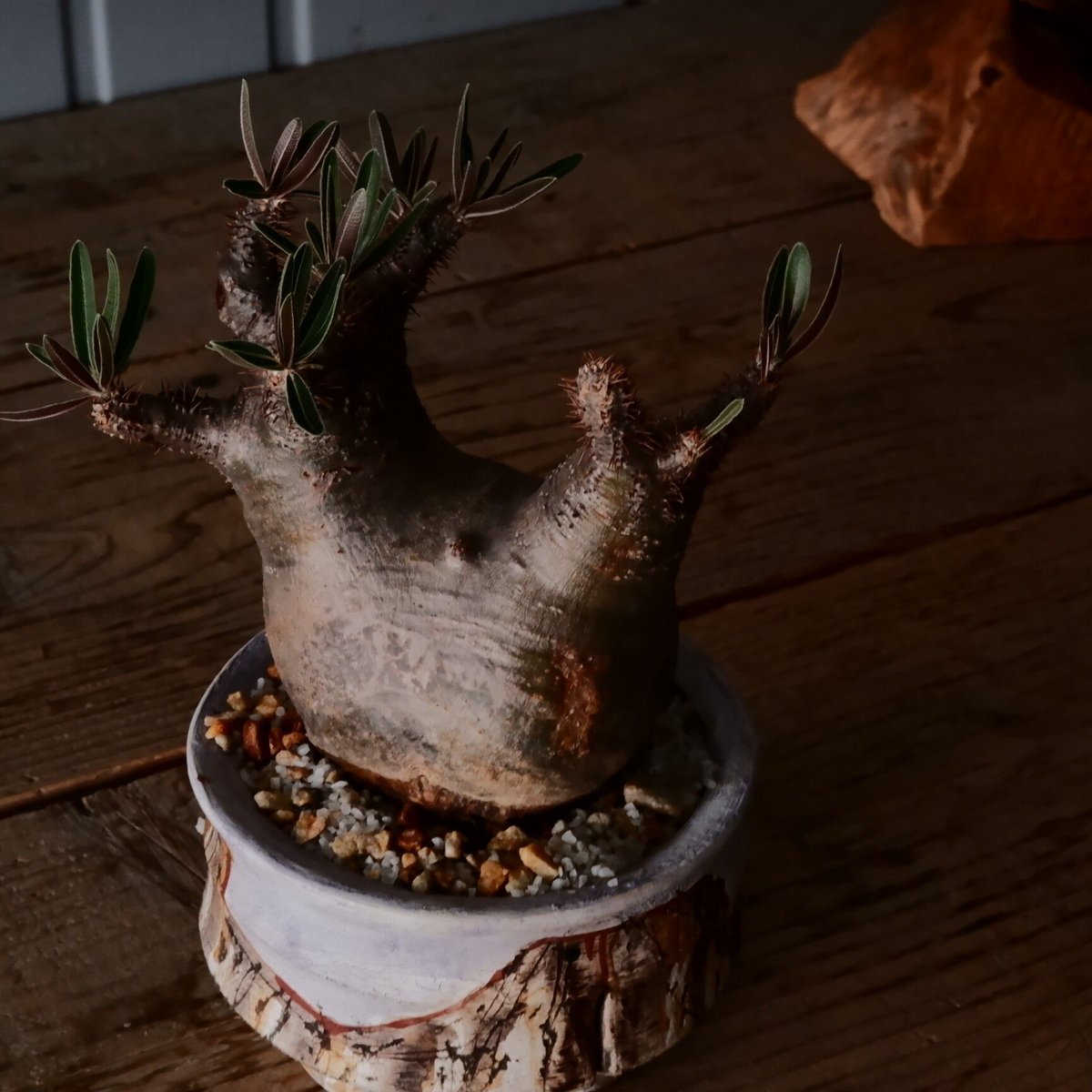 グラキリス S - 象牙宮 -［No.210］ × 沼野秀章 作「 刻ム音 」3.5号