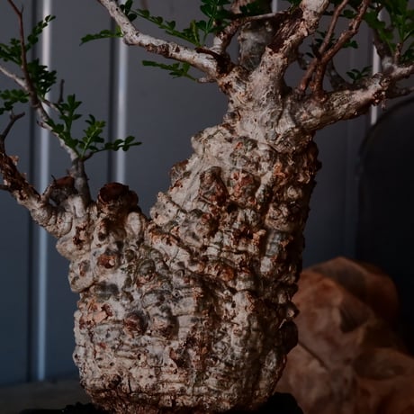 オペルクリカリア パキプス φ9cm［No.20］  × 沖誠 作「Rivet - 燻銀彩 - / 五角」 3号 植木鉢 笠間焼
