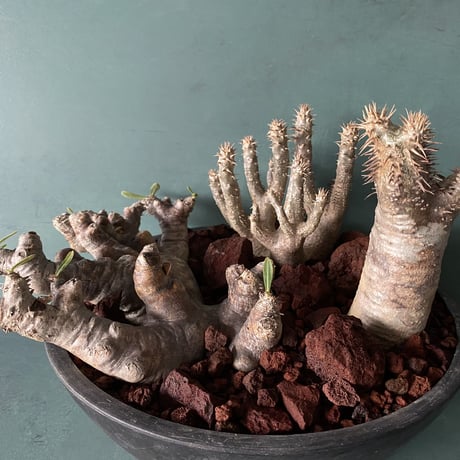Big Madagascar Rock Garden - Red -［ No.8 ］