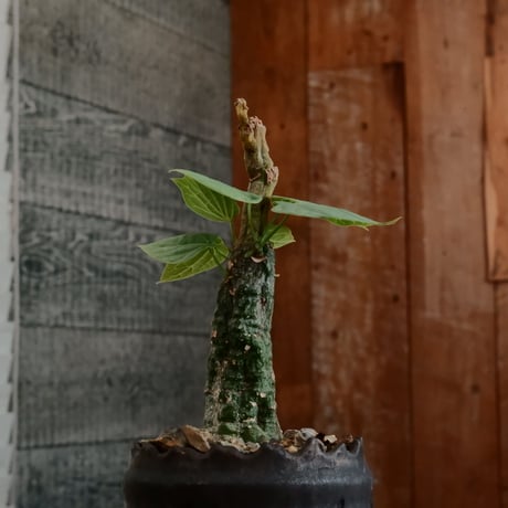 アデニア クリスタルグリーン［No.56］  ×   根本峻吾 作 S.N POT type.cylinder「 刻印  - kokuin -」3号 植木鉢 笠間焼