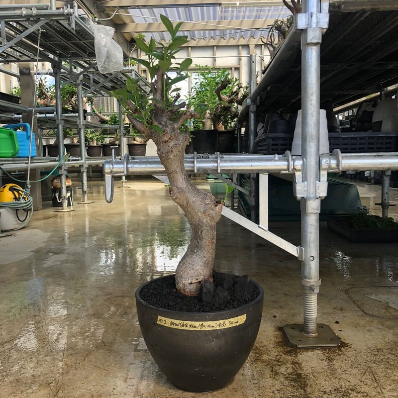 特大 バオバブ アダンソニア 変形タイプ / Baobab Adansonia[No 特大 バオバブ アダンソニア 変形タイプ / Baobab Adansonia[No