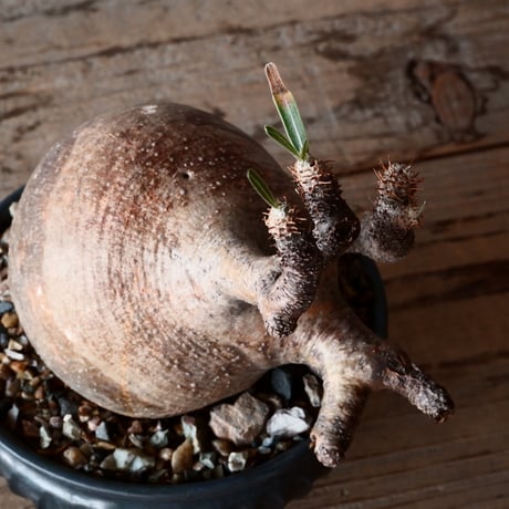 グラキリス φ9.5cm - 象牙宮-［No.55］× 森田昌求 作【 CLAW - L - 】4号 植木鉢 笠間焼