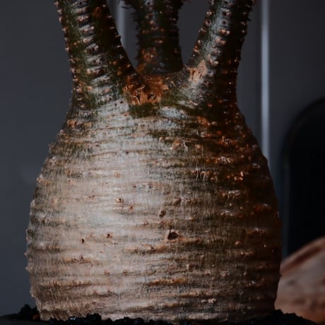 グラキリス φ8cm - 象牙宮 -［No.51］  ×    與那嶺大輔 作 「琉球飛び鉋」3号 植木鉢