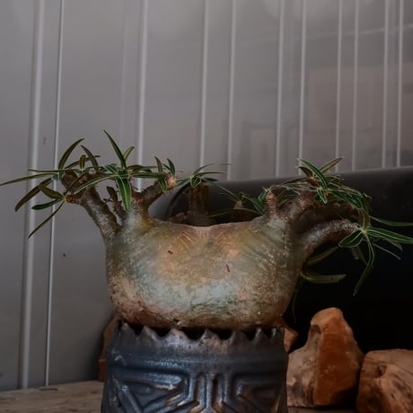 グラキリス φ13cm  - 象牙宮- ［No.28］  ×   根本峻吾 作 S.N POT type.cylinder「 鐡 - 黒焔 - 」4号 植木鉢 笠間焼