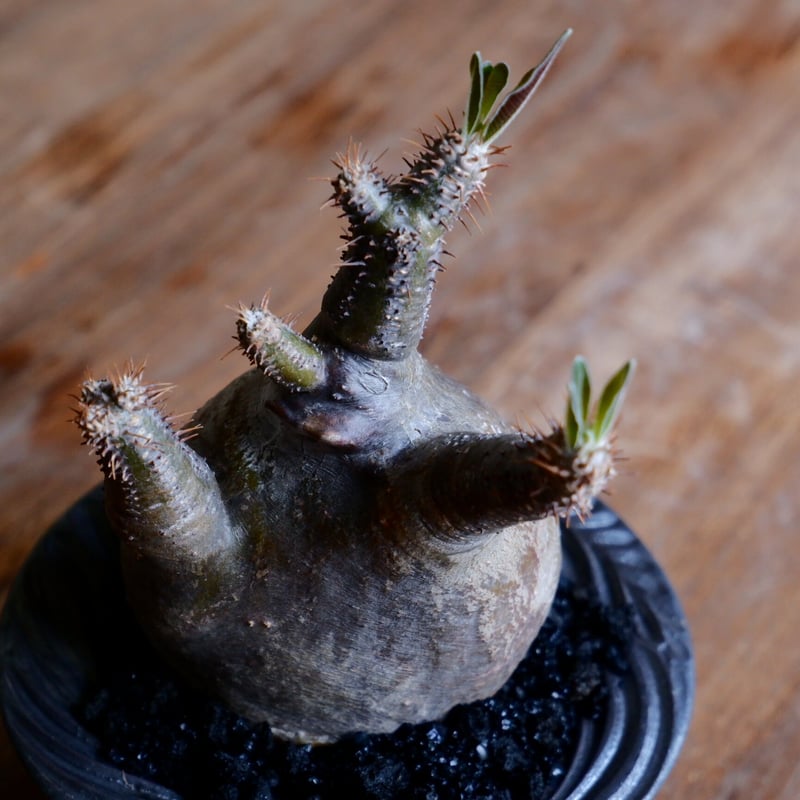 パキポディウム　 グラキリス　象牙宮 種子10粒 パキポディウム グラキリス 象牙宮（Pachypodium