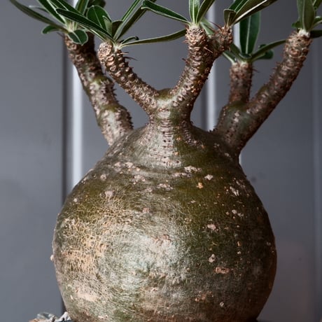グラキリス φ9cm - 象牙宮-［No.48］× 坂本新 作 作品【 LUSTER GREY 】3号 植木鉢 笠間焼