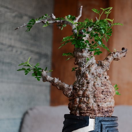 オペルクリカリア パキプス φ8cm［No.31］  ×   根本峻吾 作 S.N POT 「 雷電 - raiden - 」3号 植木鉢 笠間焼