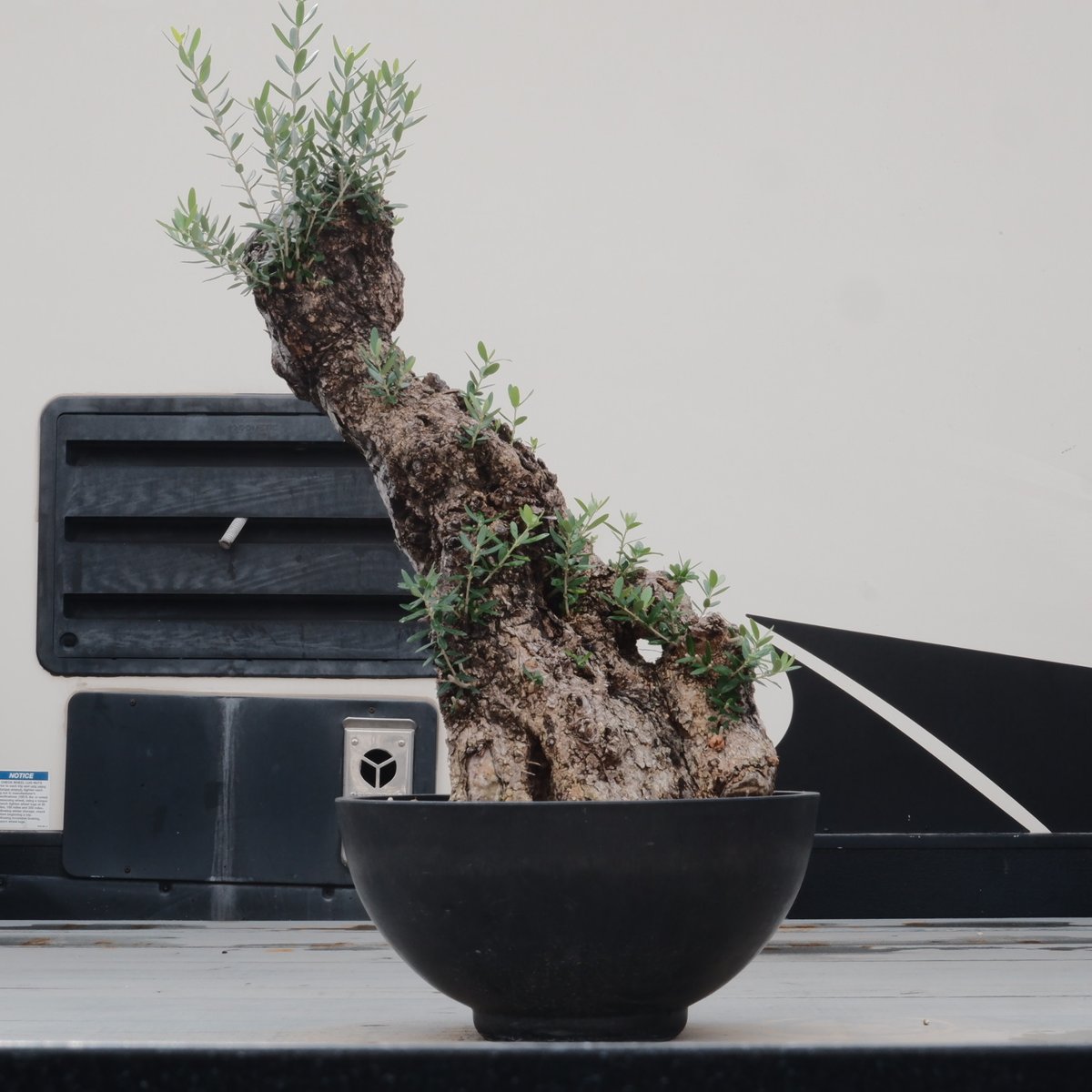 Old Olive 古木オリーブ［No.20］× 12号皿鉢 (φ36cm) | Botani