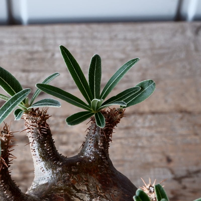 グラキリス φ9.5cm - 象牙宮-［No.32］× 根本峻吾 作 S.N POT type